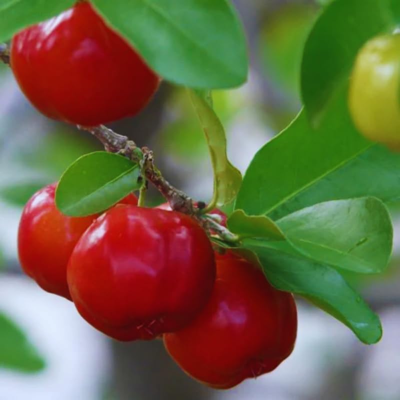 Barbados Cherry Tree Live Plant, Starter from 4 to 8 Inc in Tall, High Yielding Sweet Cherry Tree, No Pot, Cold Hardy, Outdoor Planting