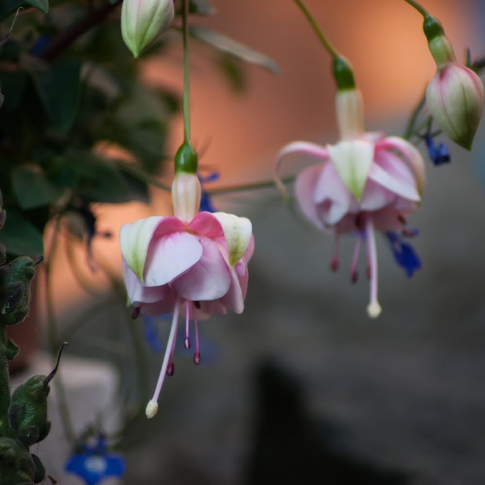 Pink Fuchsia Plant Live, Fuchsia Flower Plant, Indoor Outdoor Garden Planting, 2-4 Inches Tall