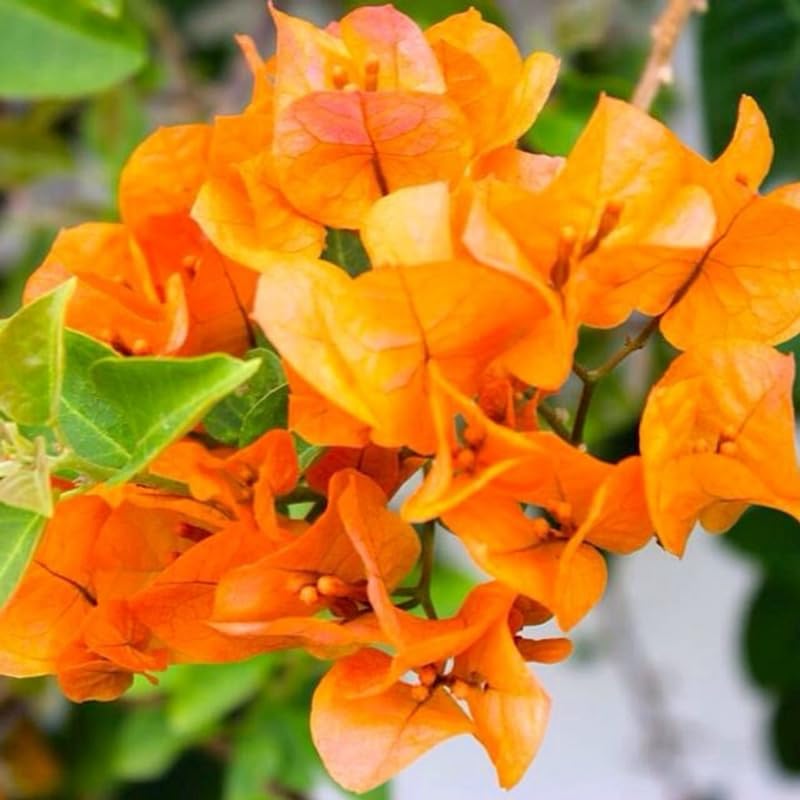 3 Orange Bougainvillea Plants Live, 4-8” Tall Flowering Bougainvillea Vines, Tropical Climbing Plants for Garden or Containers, No Pot