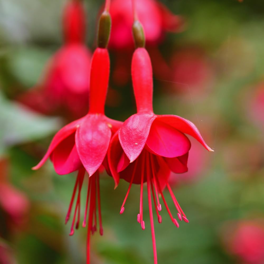 3 Red Fuchsia Live Plants, Fuchsia Plants Live, 4 and 8 Inc Tall, Gardening and Outdoor Patio