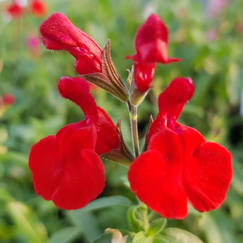 Sets 4 Red Salvia Sage Plants Live for Spring Planting, Size 4-6" in Tall, Fast-Growing and Quick Flower, Perennial Fragrant Shrubs Bush