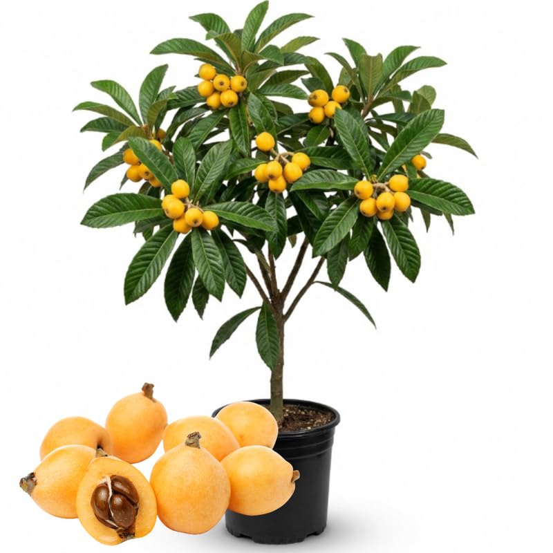 Loquat Tree, 2-3 Ft Tall in 1 Gallon Pot, Yellow Loquat Fruit Tree Plant Potted for Outdoor Garden, Patio and Edible Landscape, No Ship to CA