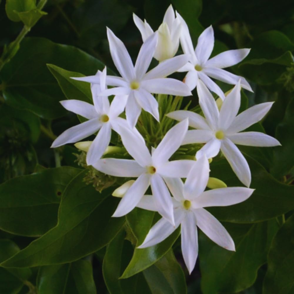 Jasmine Plants Live, Set 3 of White Jasmine Live Plants, 5 Inches to 7 Inches Long, Plant for Indoors Or Outdoor Gardening