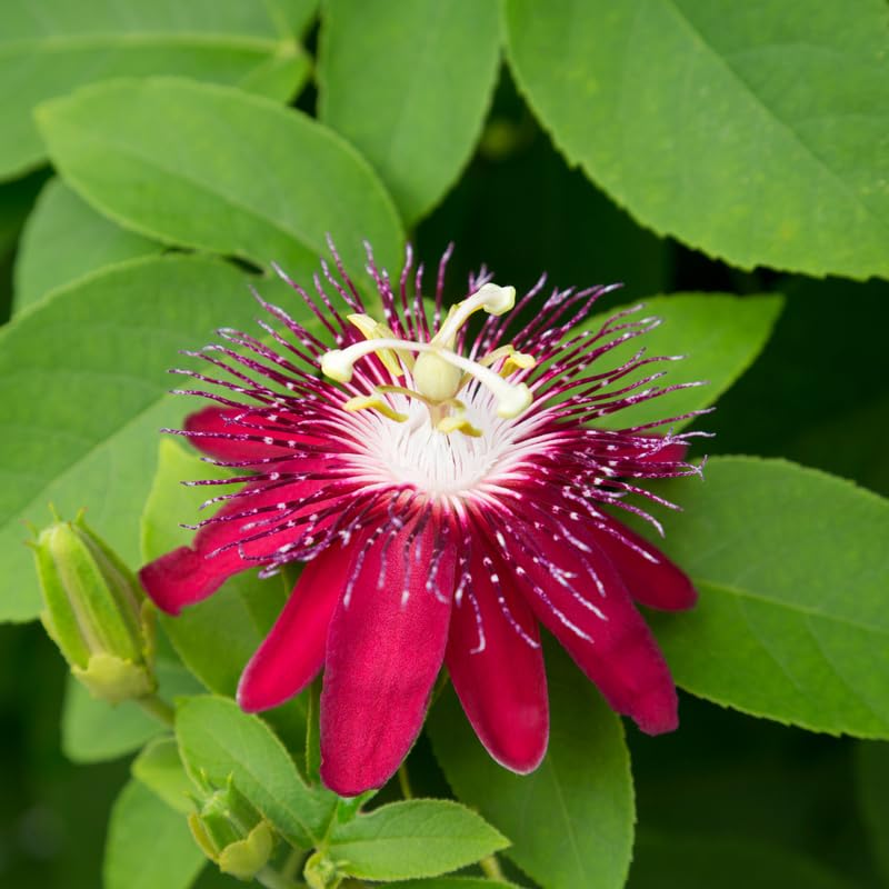Set 2 Passion Flower Plants Live, Well Rooted Passiflora Flowering Vine 4-7'' Tall, Vibrant Blooms for Garden or Containers (Burgundy)