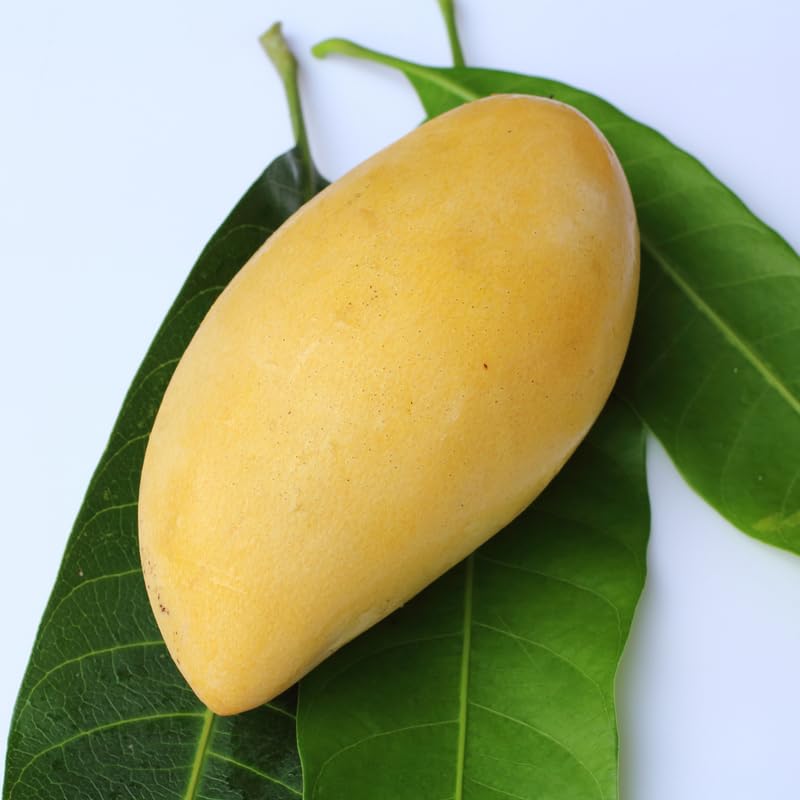 Long Mango Trees Live Plants in 3 Gal Pot, Fragrant Mango Fruit Tree from 2 to 3 Feet Tall, Sweet and Fast-Growing, No Ship to CA