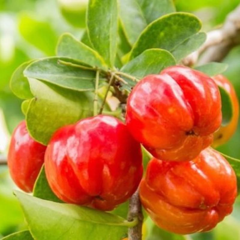 4-6" Barbados Cherry Tree Live Plant, High Yielding Sweet Cherry Tree, No Pot, Cold Hardy, Outdoor Planting