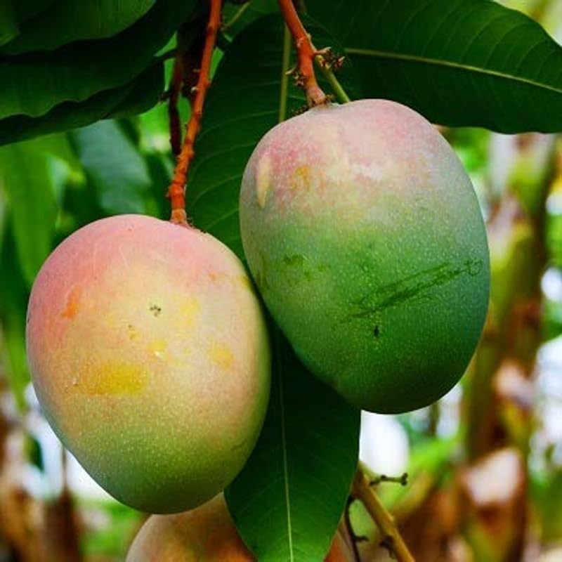 Yellow Mango Tree Live Plant, Fully Rooted in 3 Gallon Pot, Tropical Mango Fruit Tree for Indoor or Outdoor Growing