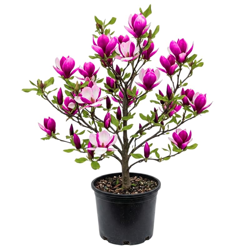 Live Jane Magnolia Tree in 3 Gallon Pot, Vibrant Flowering Magnolia Plant for Garden Planting, Ornamental Tree for Yard, Borders or Landscape Growing, No Ship to CA