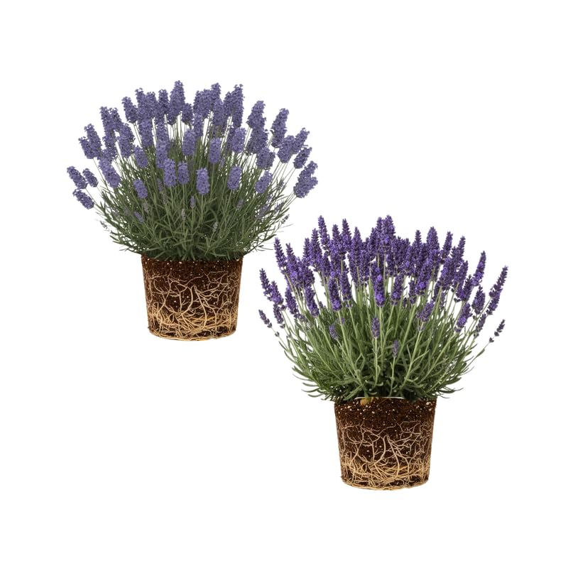 Set 2 Mixed Lavender Plants Live, Fragrant Lavender Herb Plant for Border and Container Growing, Perennial Lavenders Plugs 3-5'' Tall