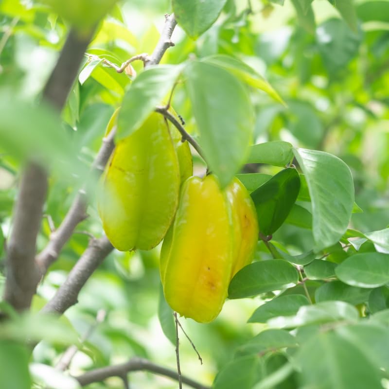 Starfruit Tree in 1 Gallon Pot, Starfruit Fruit Plants Live for Outdoor Gardening, Tropical Fruit Tree, No Ship to CA