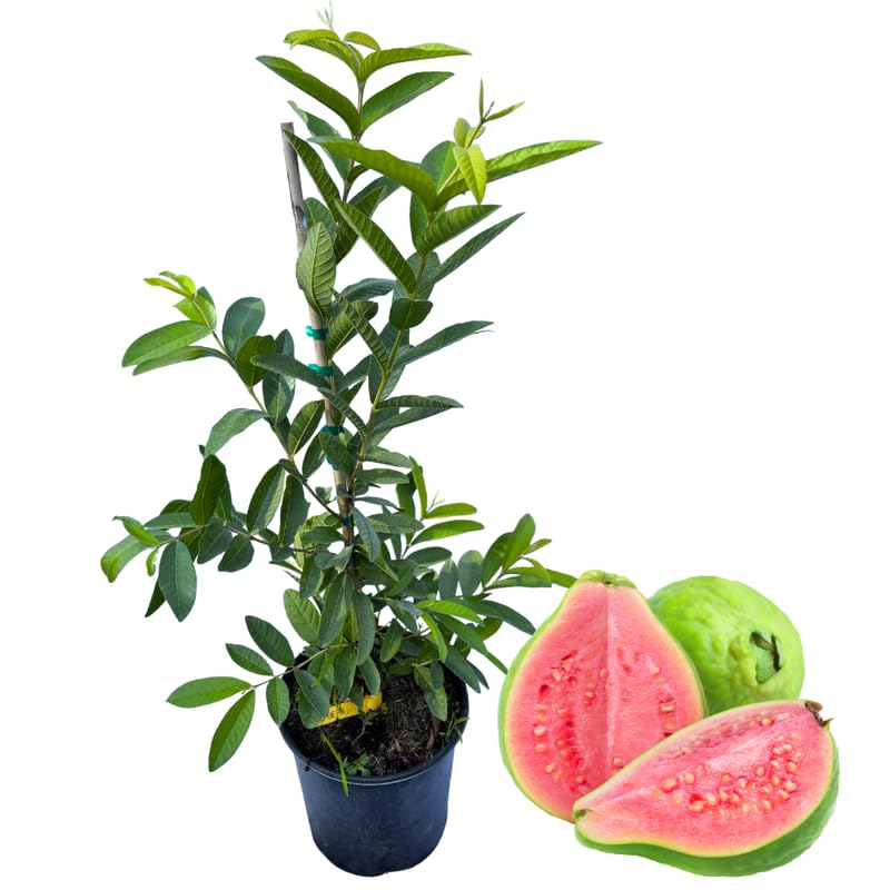 Pink Guava Plant, 3 Gallon, 2-3 Ft Tall Sweet Pink Guava Live Plant Potted, Tropical Fruit Plant, No Ship to CA