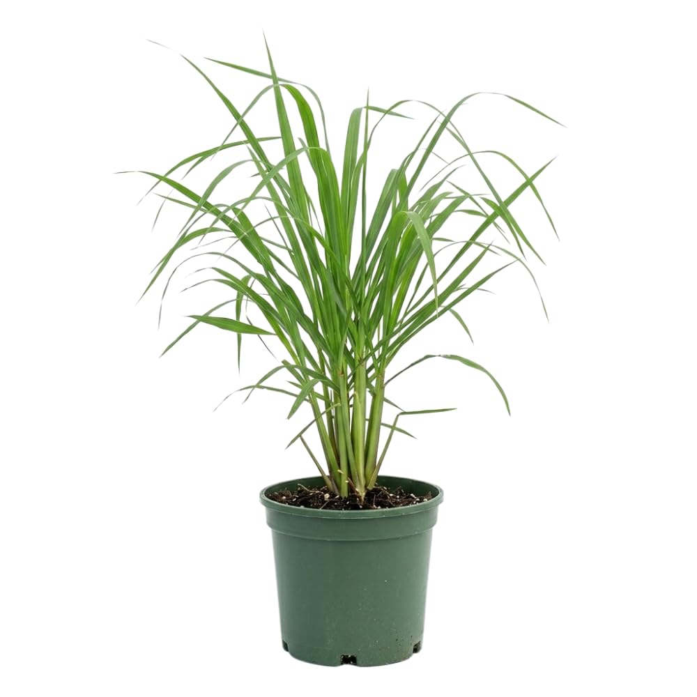 5 Lemon Grass Live Plants, Lemongrass Plant, 1 Feet Tall, Fragrant Herb for Patio and Garden