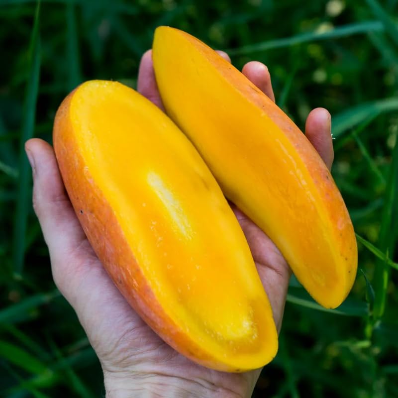 Thai Mango Tree Live Plant Grafted, 2–3 Feet Tall in 3 Gallon Pot, Sweet Tropical Mango Fruit Tree