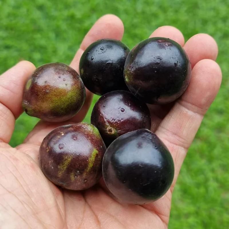 Jaboticaba Fruit Tree, 1-2 Feet Tall in 3 Gallon Container for Home Orchard or Tropical Garden, No Shipping to CA