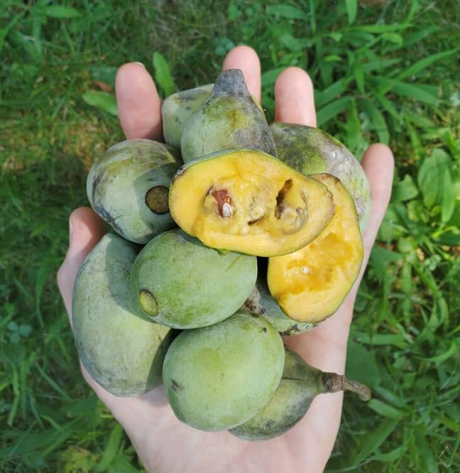1 Year Old Pawpaw Tree Plant Live, Sweet Custard-Like Paw Paw Plant, 6-12'' Tall, Ready to Grow Outdoor Garden