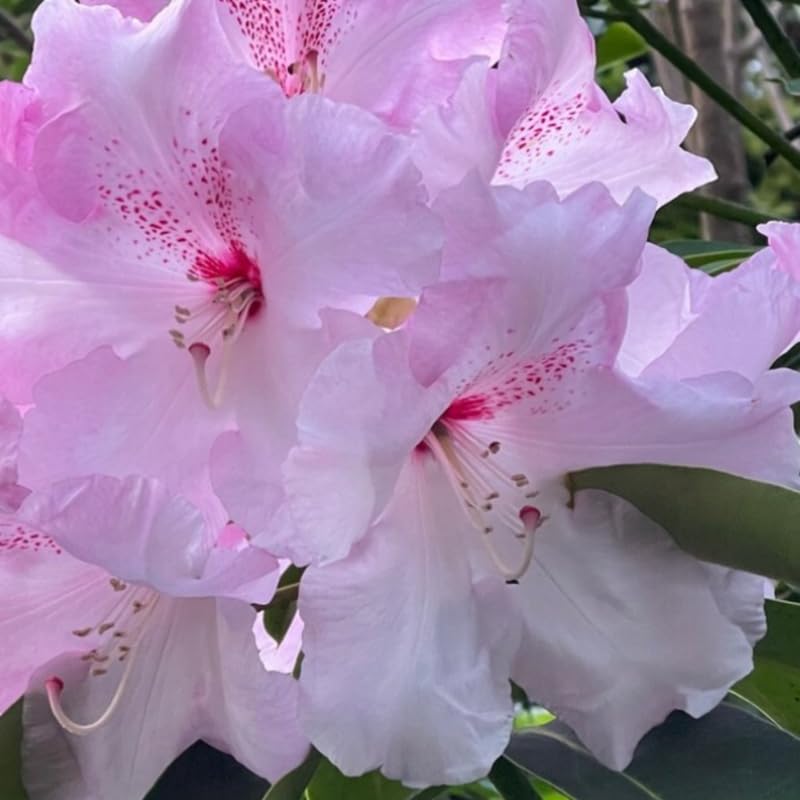 Light Pink Blossoms Rhododendron Plant Live, Azalea Plants, Rhododendron Azalea Bushes Ready to Plant, Live Shrubs for Outdoor Planting