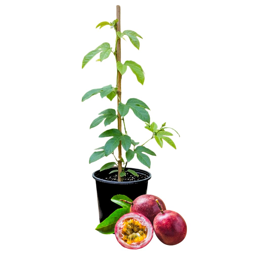 Red Passion Fruit Plant Live, Passion Fruit Tree Live Plant, Passionfruit Vine, 1 Gallon Pot for Planting