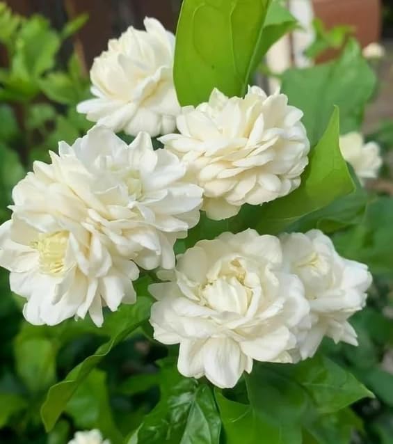 Grand Duke Jasmine Plant in 3 Gallon Pot, Fragrant White Jasmine Flowers, Hardy Shrub, 2-3 Feet Tall, No Shipping to CA
