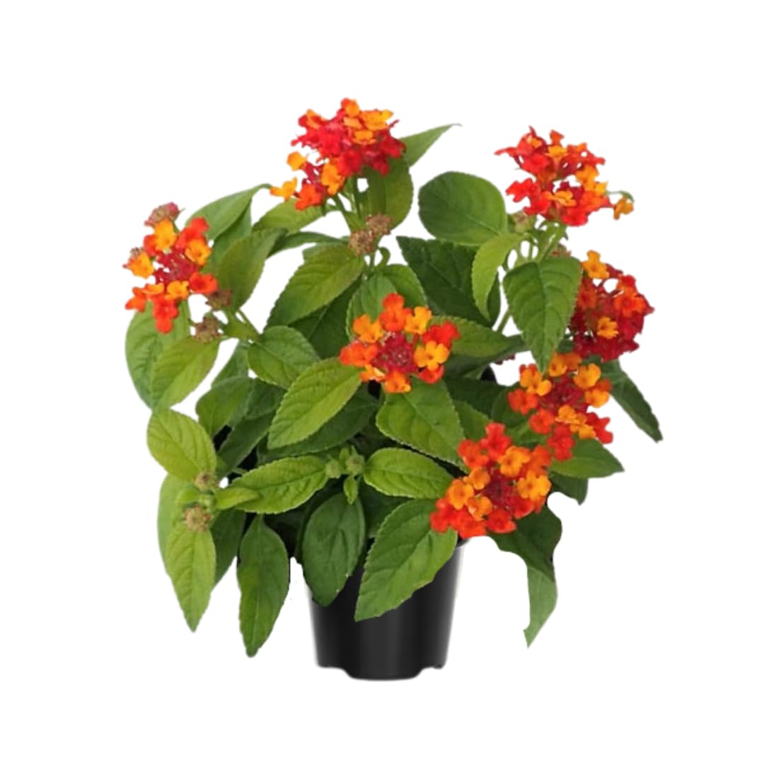 3 Lantana Plants Live, Red Lantana Live Plants for Planting Outdoors, Perennial Flower Plant 4 to 8 Inches Long, Gardening Growing