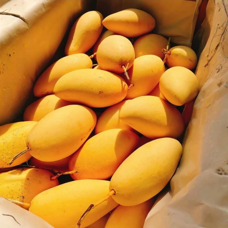 2 Years Old Mango Tree for Planting, Extremely Sweet Mango Plant Grafted in 3 Gallon Pot, Sweet, Fast-Growing Tropical Tree Seedlings for Outdoor Garden