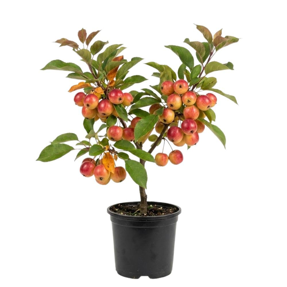 Live Crabapple Plant, 6-10 Inches Tall