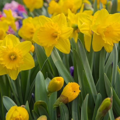 25 Yellow Daffodil Bulbs, Lent Lily Plant Bulb, Large Daffodils Bulbs for Planting