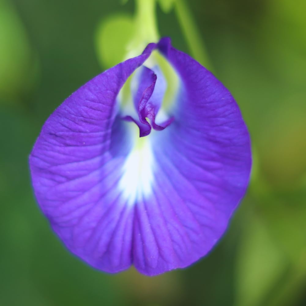 90 Butterfly Pea Seeds for Planting, Butterfly Pea Flower Vegetable Seed Growing Outdoor