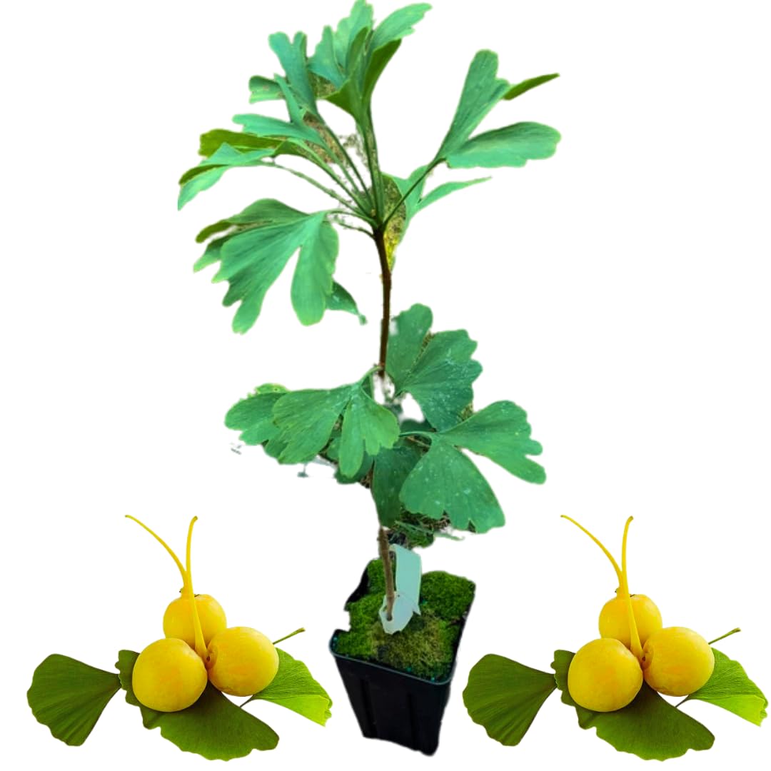 2 Ginkgo Trees Live Plants Bare Root, Dormant, No Leaf in Winter, Hardy Ornamental, Yellow Leaf in Fall, Zones 3-8