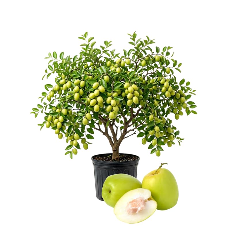 Jujube Tree Live Plant 1 Ft Tall, Outdoor Jujube Plant for Backyard Orchard, Raised Beds or Patio Containers, No Ship to CA (Green Jujube)