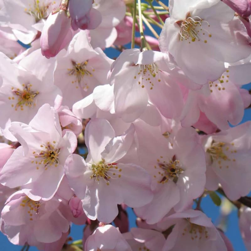 Live Cherry Blossoms Tree Plant, Vibrant Random Flowering Cherry Blossom in 2.5 Inches Pot, Dormant in Winter, Perennial Bloom, 9 Months Old Trees