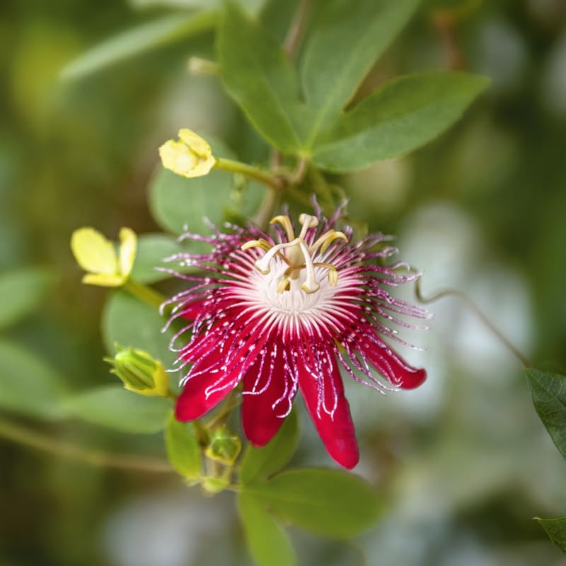 2 Red Passion Flower Plants, 4-8'' Tall Red Passiflora Plant Vine for Planting, Vibrant Passion Flower Starter Plant for Home Garden and Containers, Well Rooted to Grow