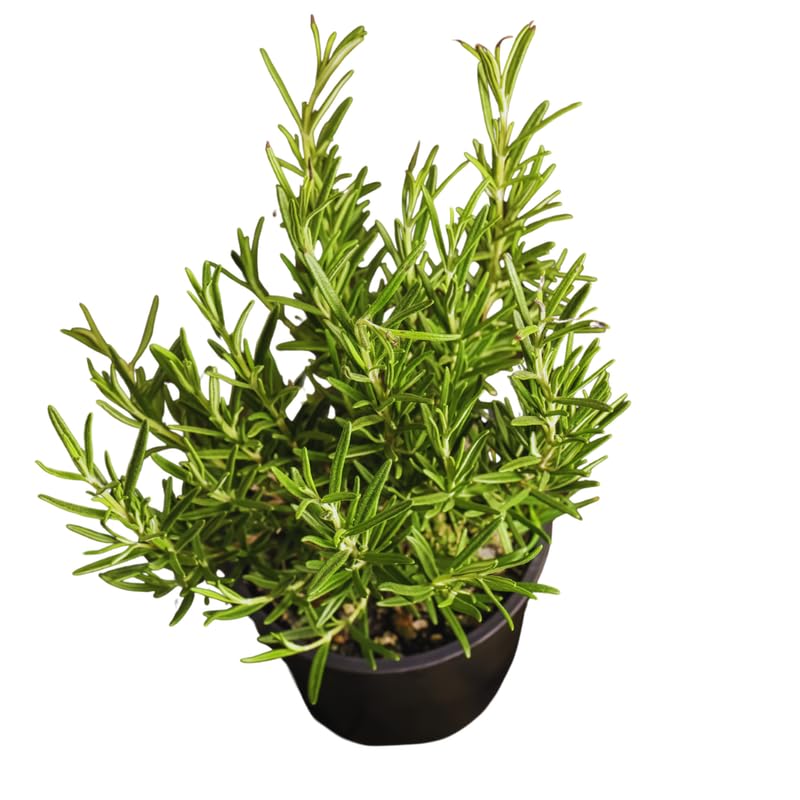 3 Blue Rosemary Plants Live, Live Rosemary Plants, 4 Inc Tall, Fragrant Herb Plant Outdoor Indoor