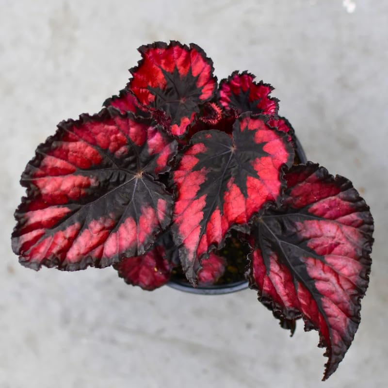 Live Begonia Plant, Well Rooted Begonia Plant 4-7 Inches, Vibrant Colorful Foliage, Easy-Care Indoor Outdoor Houseplant - Red Polka Dot Foliage
