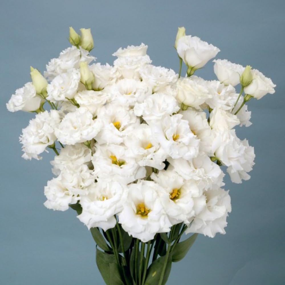 White Eustoma Lisianthus Plants Live Plug Size, Well-Rooted 3-5" in Tall, Texas Bluebell, Thornless Love Rose Plant, Summer Fall Bloom