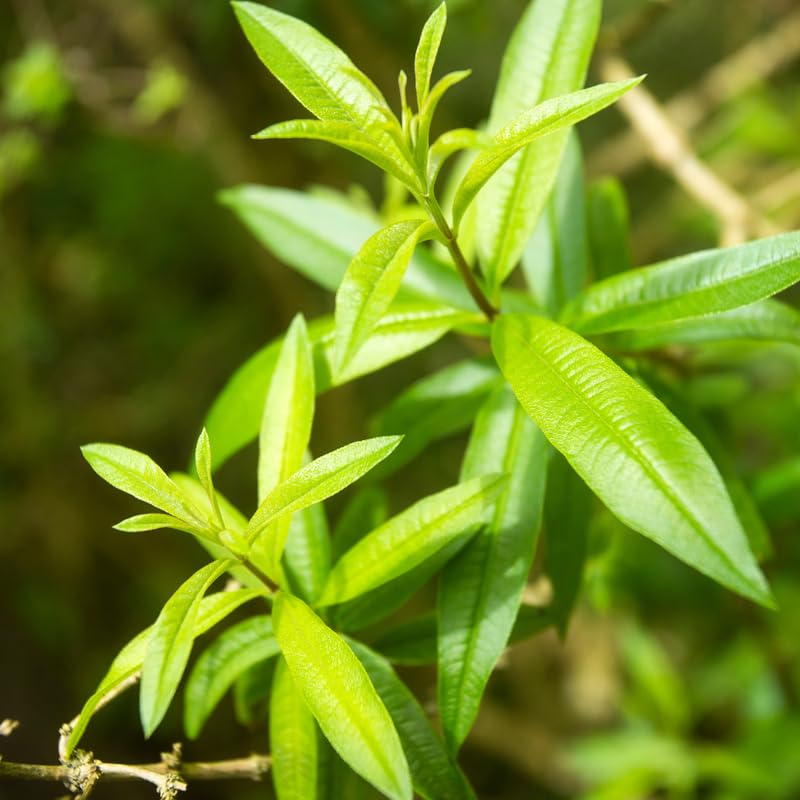 2 Lemon Verbena Plants Live Plugs 3-5" Tall, Fragrant Lemon Herb Plants for Garden Growing