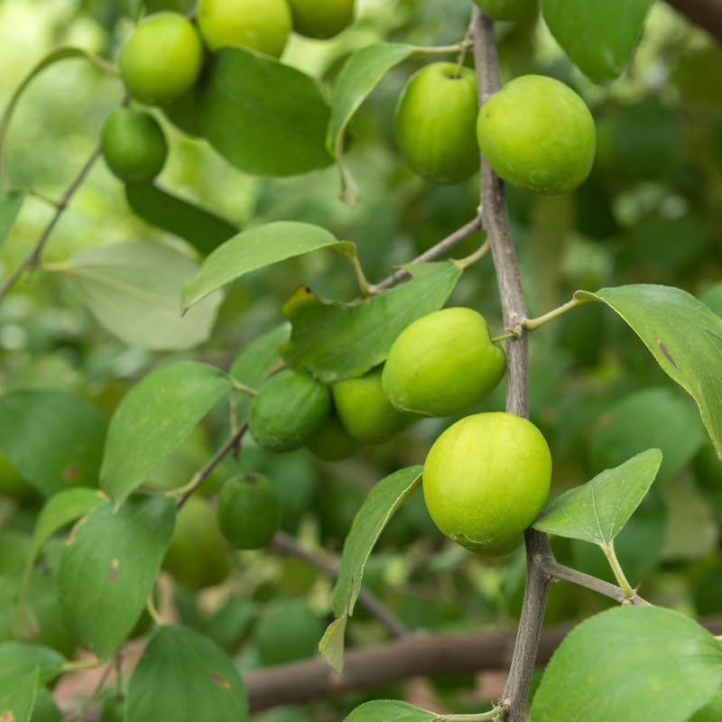 Live Thai Jujube Fruit Tree Plant, 1 Feet Tall in 3 Gallon Pot, Sweet Fruit Tree, Ready to Grow, Suitable for Outdoor Planting, No Ship to CA