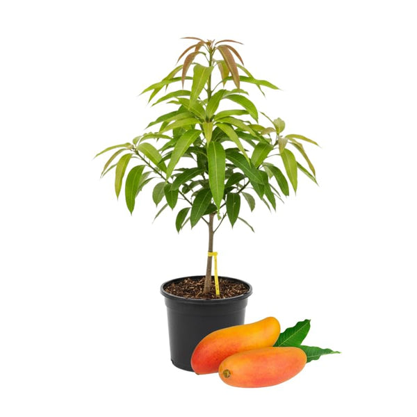 2 Years Old Mango Tree for Planting, Yellow Red Mango Plant Grafted in 3 Gallon Pot, Sweet, Fast-Growing Tropical Tree Seedlings for Outdoor Garden