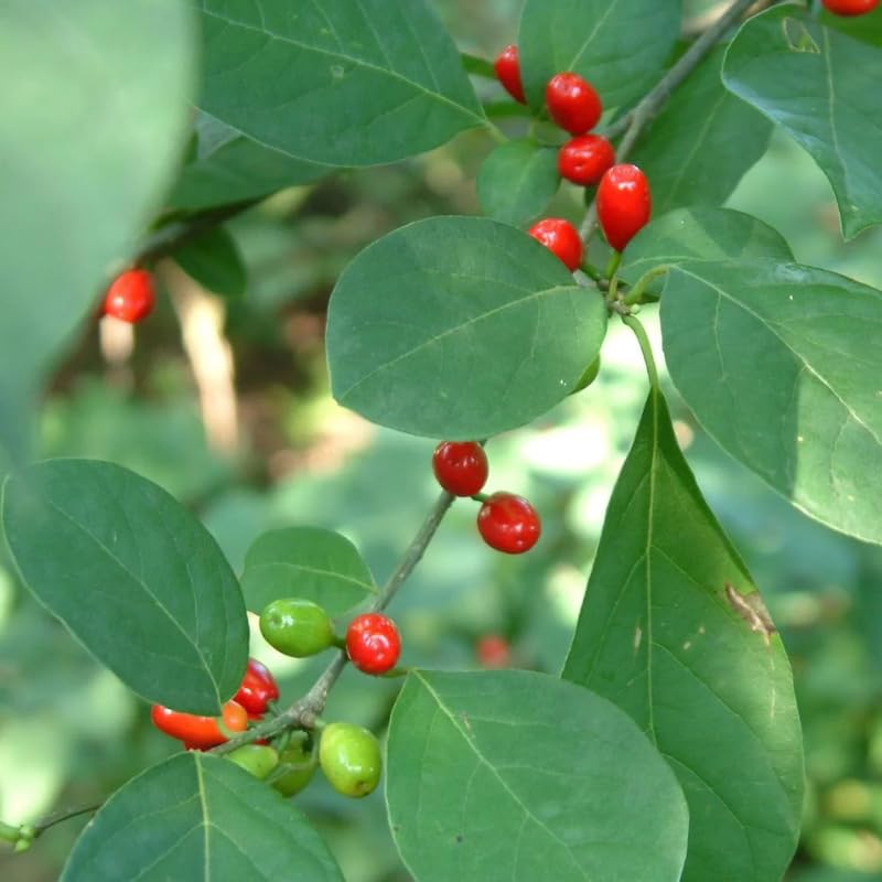 Spicebush Live Plant, Spicebush Berry Bush in 4 Inch Pot, 6 to 12 inch Tall, Dormant in Winter