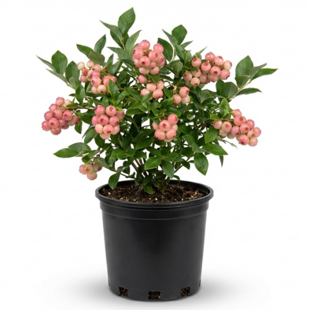 Pink Lemonade Blueberry Plant, 1-2 Ft Tall - Hardy Blueberry Fruit Bush for Outdoor Garden and Container Planting, No Ship to CA