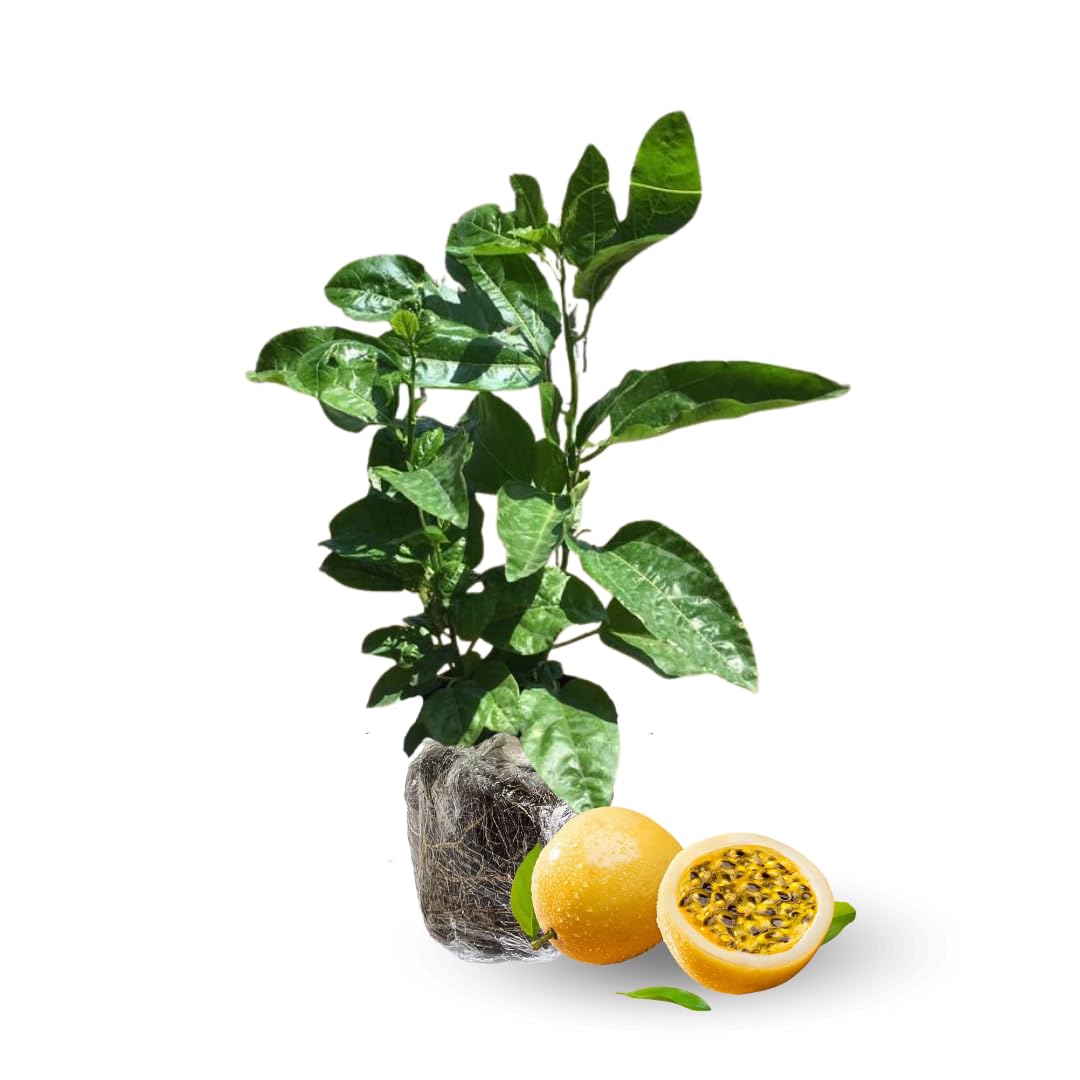 Passionfruit Plant, Passion Fruit Vine 5-8'' Tall, Hardy Fruit Tree Live for Home Gardens and Containers Planting (Yellow Passionfruit)