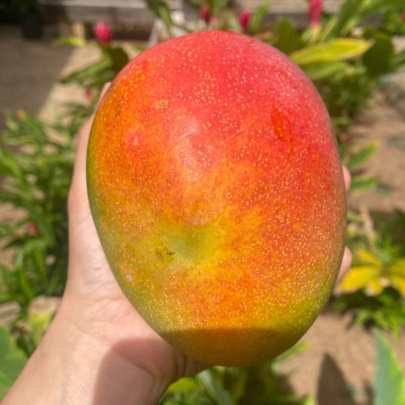 Mango Tree Plant for Planting Outdoor 2-3ft Tall, 3 Gallon Pot, Mango Tree, 2 Years Old Ready to Bear Fruit, No Ship to CA
