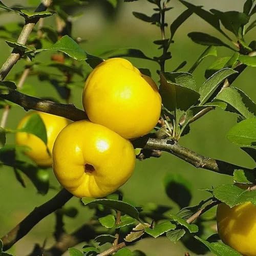 Rare Quince Tree Live Plant 2-3 Years Old Already Bearing Fruit, Yellow Quince Tree 2-3 Feet, Cold Hardy and High-yielding