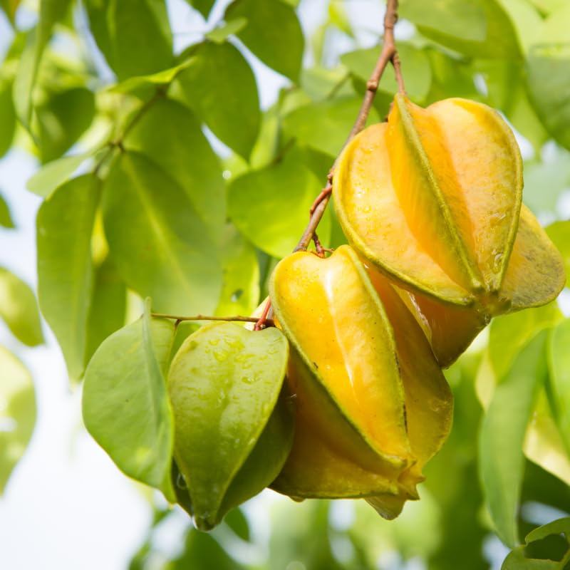 Starfruit Tree Live Plant, 1 Gallon Pot, Starfruit Tropical Fruit Tree for Outdoor Planting, No Ship to CA