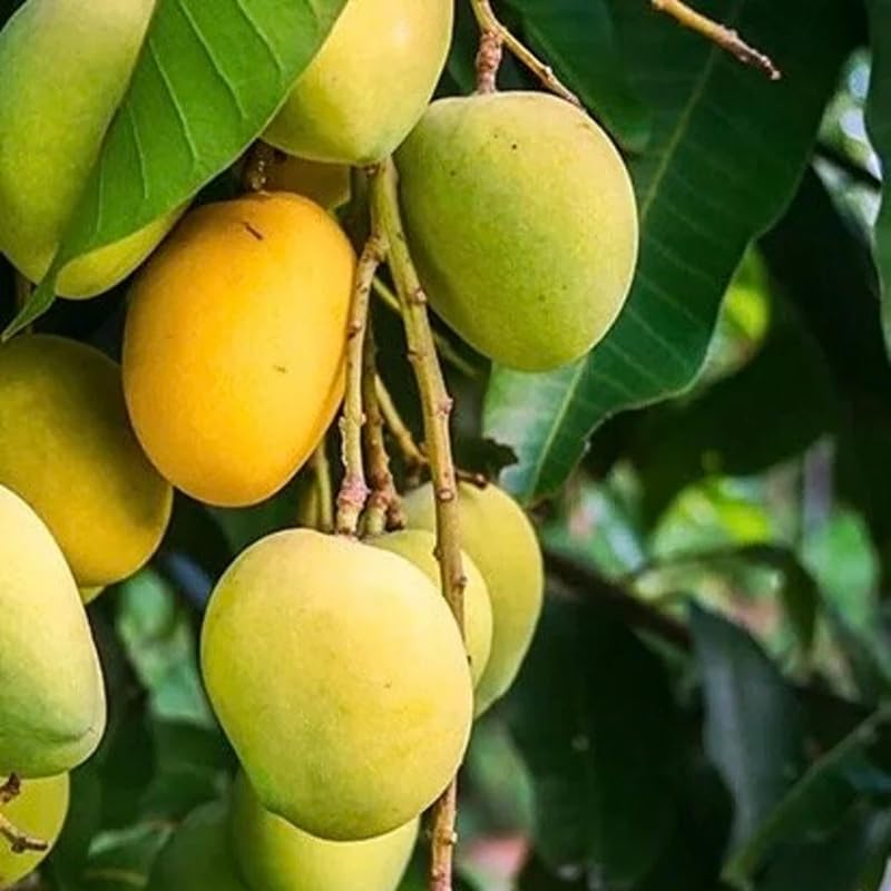 Cream Mango Tree Live Plant for Planting, Grafted Mango Plant in 3 Gallon Pot, Fast Growing Tropical Fruit Tree Seedlings