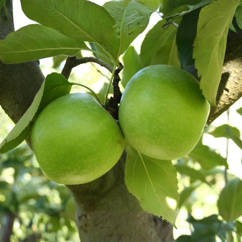 Granny Smith Apple Tree Plants, Bare Root 1-2 Ft Tall, Apple Tree Plant Live for Planting Outdoors, Well Rooted Fruits Tree Plant, Dormant