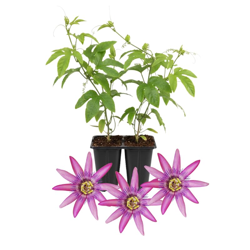 Set 2 Passion Flower Plants Live, Well Rooted Passiflora Flowering Vine 4-7'' Tall, Vibrant Blooms for Garden or Containers (Red)