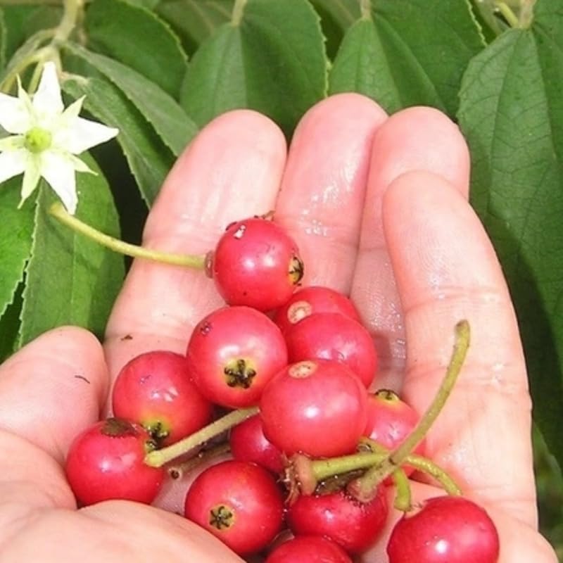 Rare Strawberry Jamaican Cherry Tree Live Plant, 4-6" Starter Tropical Fruit Tree, Sweet Berries, Easy to Grow, Cold Hardy