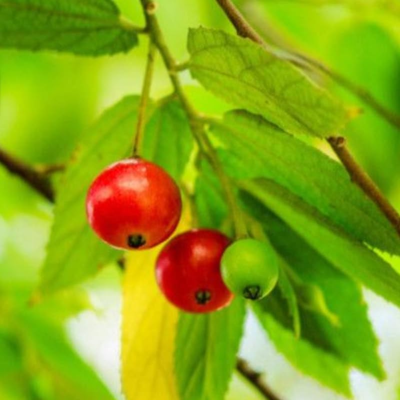Jamaican Strawberry Cherry Tree Live Plant for Outdoor Planting, 4 to 6 Inc in Tall, Sweet, Tasty Fruit, Great for Garden or Containers, Zones 9-11