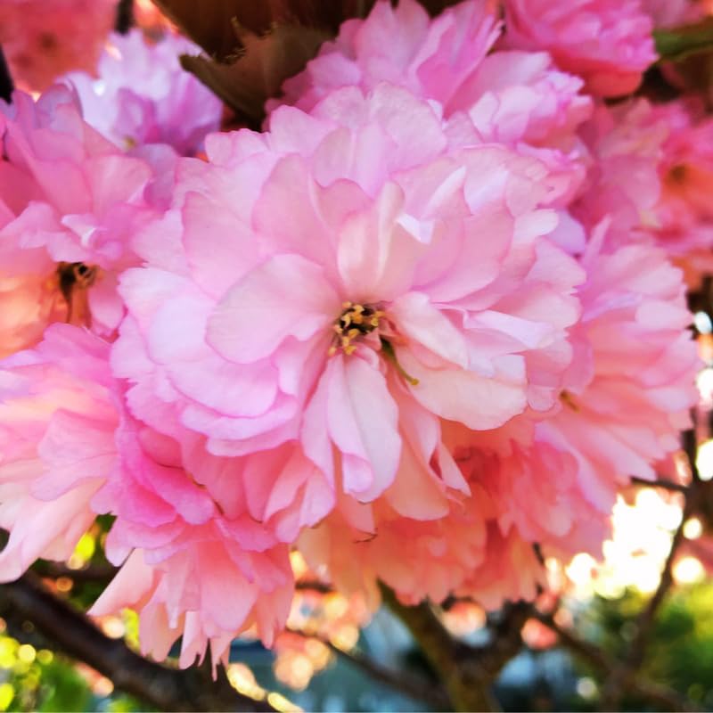 Cherry Blossom Tree, Double Pink Cherry Tree Live Plant, 6-12 Inch Tall in 2.5 Inch Pot, Dormant in Winter