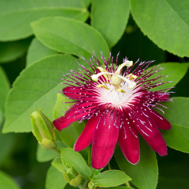 2 Red Passion Flower Plants, 4-8'' Tall Red Passiflora Plant Vine for Planting, Vibrant Passion Flower Starter Plant for Home Garden and Containers, Well Rooted to Grow